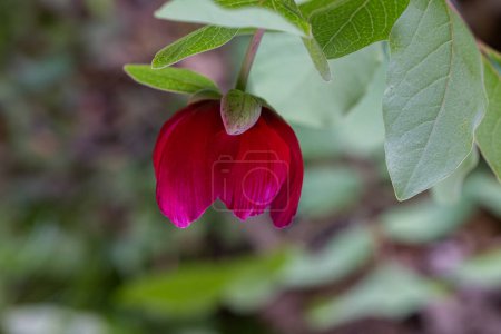 Rote und rosa Blüten in der Natur. Eine Pflanze aus der Türkei, Pfingstrose, wissenschaftlicher Name; Paeonia turcica.