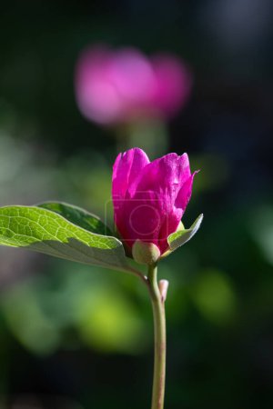 Rote und rosa Blüten in der Natur. Eine Pflanze aus der Türkei, Pfingstrose, wissenschaftlicher Name; Paeonia turcica.