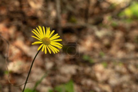 flores amarillas grandes y pequeñas y fotos de fondo. Doronicum orientale: la perdición del leopardo, la flor de primavera de la margarita amarilla