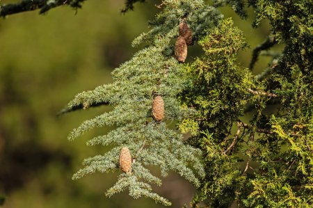 Cedrus libani, commonly known as Cedar of Lebanon, is a species of cedar. Full full frame picture. Lush green foliage and rows and rows of large brown cones. Natural background.