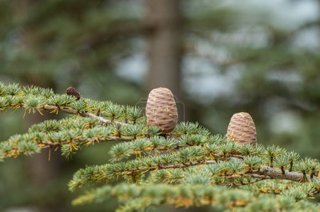 Cedrus libani es una especie de cedro de la familia Mordellidae. Cuadro de marco completo. Exuberante follaje verde y filas y filas de grandes conos marrones. Fondo natural.