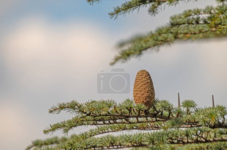 Cedrus libani, communément appelé Cèdre du Liban, est une espèce de cèdre. Image plein cadre. Feuillage vert luxuriant et rangées et rangées de gros cônes bruns. Contexte naturel.