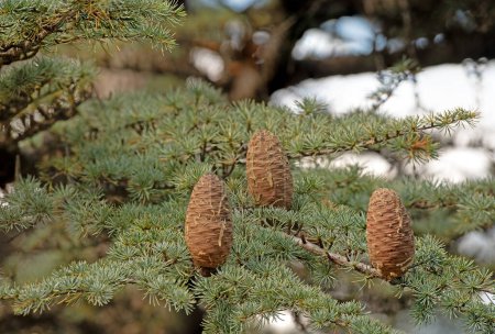 Cedrus libani, commonly known as Cedar of Lebanon, is a species of cedar. Full full frame picture. Lush green foliage and rows and rows of large brown cones. Natural background.