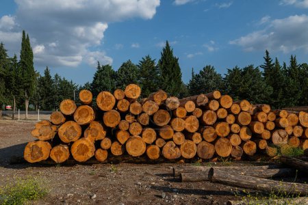 Foto de Árboles talados apilados en la tienda forestal. - Imagen libre de derechos