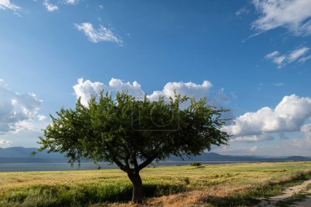 Blick auf einen einsamen Baum, Ähren, See, Wolken und Himmel. Burdur-See, Türkei.