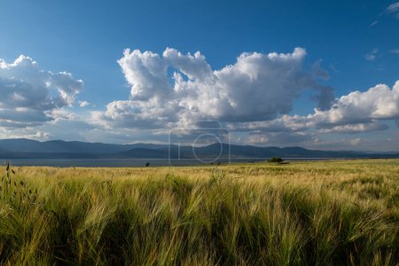 Blick auf Weizenähren, See, Wolken und Himmel. Burdur-See, Türkei.