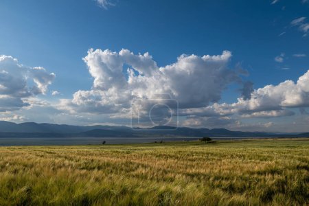 Blick auf Weizenähren, See, Wolken und Himmel. Burdur-See, Türkei.