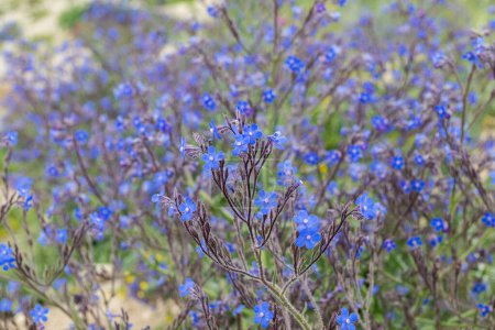 Viele blaue Blumen als Hintergrund. Anchusa azurea Wildblumen. Großer blauer Alkanet (Anchusa azurea ssp. azurea) ist eine selbst gezüchtete Wildblume an felsigen, steinigen und kiesigen trockenen Hängen.