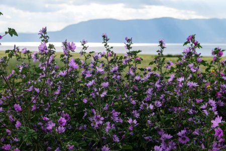 Flores púrpuras de plantas silvestres Malva silvestris. Malva común (Malva sylvestris), flores de color lila en flor con hojas verdes.