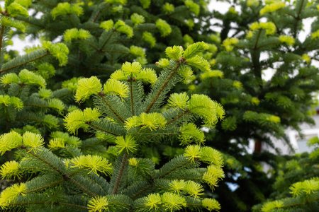 Close-up of the leaves of the fir tree in spring.
