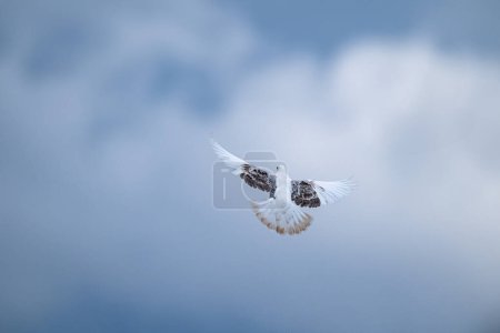 Bird flying in the sky. Domestic white dove.