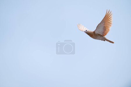 Bird flying in the sky. Domestic dove.