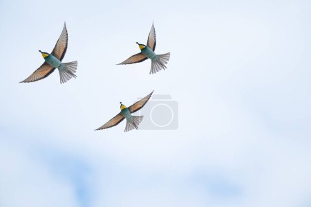 Colourful birds flying in the sky. European Bee-eater, Merops apiaster.
