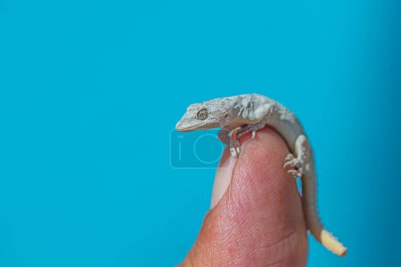 Kotschy's Naked-toed Gecko in man's hand, close-up (Mediodactylus kotschyi). Blue background.