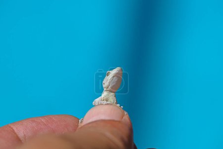 Gecko de dedos desnudos de Kotschy en la mano del hombre, de cerca (Mediodactylus kotschyi). Fondo azul.
