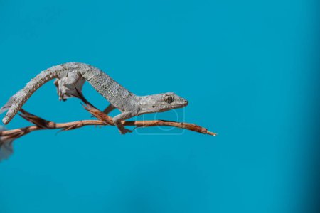 Kotschys Nacktfußgecko auf einem Ast, Nahaufnahme (Mediodactylus kotschyi). Blauer Hintergrund.