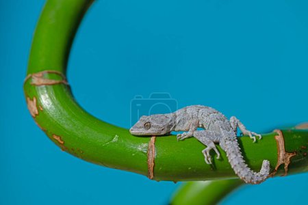 Nahaufnahme von Kotschys Nacktfußgecko (Mediodactylus kotschyi) an einer grünen Pflanze. Blauer Hintergrund.