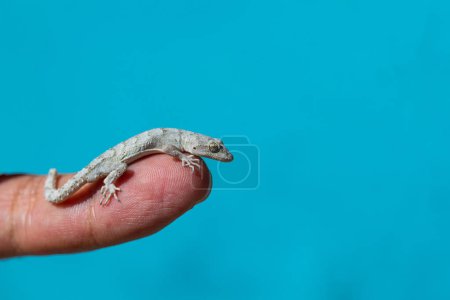 Gecko de dedos desnudos de Kotschy en la mano del hombre, de cerca (Mediodactylus kotschyi). Fondo azul.