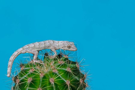 Kotschys Nacktfußgecko auf einer Kakteenpflanze, Nahaufnahme (Mediodactylus kotschyi). Blauer Hintergrund.