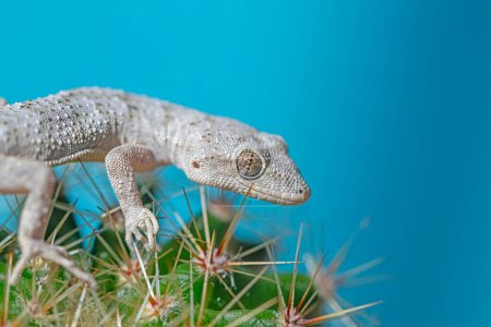 Kotschy's Naked-toed Gecko on a cactus plant, close-up (Mediodactylus kotschyi). Fondo azul.