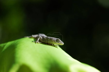 Kotschy's Naked-toed Gecko on yellow fabric, close-up (Mediodactylus kotschyi). Black background.