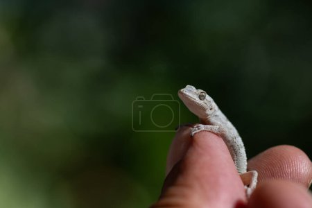 Gecko desnudo de Kotschy en la mano del hombre, primer plano (Mediodactylus kotschyi).