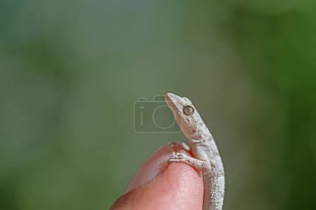 Gecko desnudo de Kotschy en la mano del hombre, primer plano (Mediodactylus kotschyi).