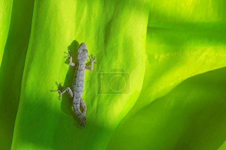 Kotschy's Naked-toed Gecko on yellow fabric, close-up (Mediodactylus kotschyi).