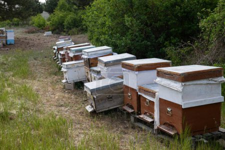 Bienenstöcke, die frischen Honig im Dorf herstellen, Bio-Honig, Dorfleben, Bienenwaben, bunte Bienenstöcke.