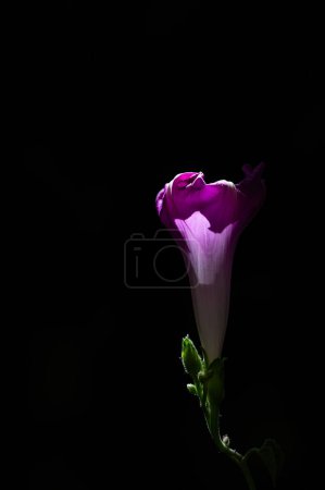Photo for Morning glory blooming in the garden. Black background. Purple flower. - Royalty Free Image
