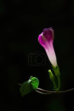 Photo for Morning glory blooming in the garden. Black background. purple flower with green leaves. - Royalty Free Image