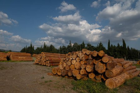 Felled trees stacked in the forest store