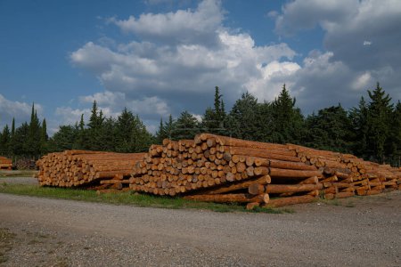 Felled trees stacked in the forest store