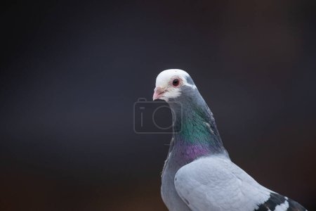 Close up of beautiful pigeon on a black blurred background.