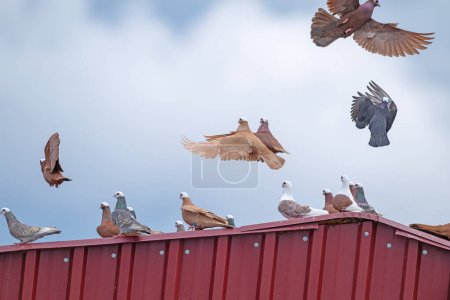 Téléchargez les photos : Pigeons survolant le toit d'un bâtiment. - en image libre de droit
