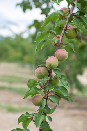 Unreife Aprikosenfrüchte am Zweig.
