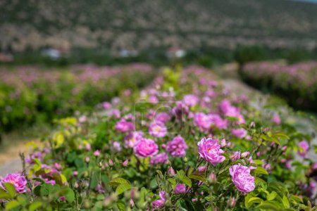Foto de Jardín de rosas de color rosa. La famosa Isparta se levantó en Turquía. - Imagen libre de derechos