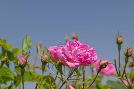 Foto de Jardín de rosas de color rosa. La famosa Isparta se levantó en Turquía. - Imagen libre de derechos