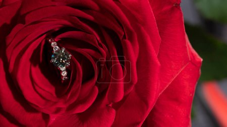 Foto de Hermoso anillo de diamantes en un pétalo de rosa roja - Imagen libre de derechos