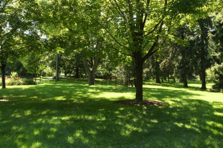 Bäume im Gras mit heller Sonne darüber, die einen starken Sonnen- und Schattenkontrast auf dem Gras schaffen - Rosetta mclain gardens, toronto