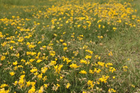yellow birds foot trefoil in grass blowing in wind with foreground in focus