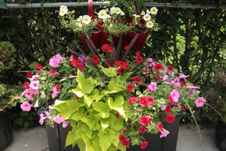 Photo for Large flower pot with pink red and white flowers above in another pot, on cement, green leaves - Royalty Free Image