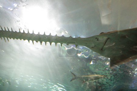 Photo for Ripleys aquarium toronto long tooth sawfish in tank aquarium with mouth shot from below looking up with light shining behind - Royalty Free Image