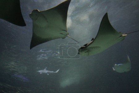 Foto de Ripleys acuario toronto gigante oceánico manta ray natación en acuario tanque - Imagen libre de derechos