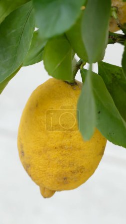 Foto d 'un citron prise en macro