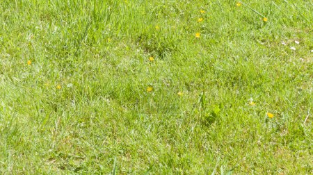 Téléchargez les photos : Photo d'un carre de pelouse verte - en image libre de droit