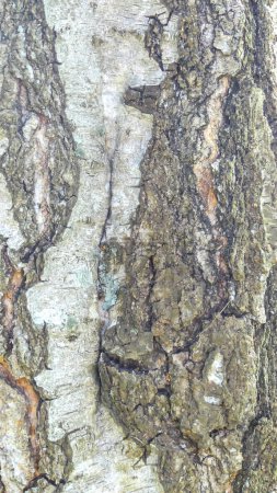 Photo d'un tronc d'arbre d'un bouleau