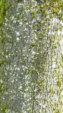 Photo d'un tronc de bouleau pris en macro avec son lichen