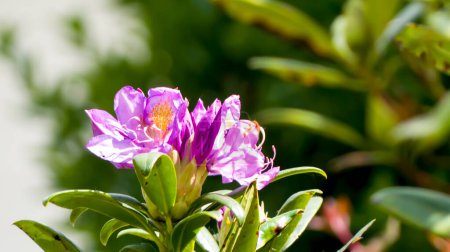 Photo de fleurs de rododendron prise en macro