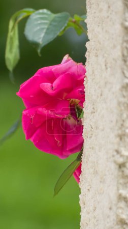 Photo d'un rose chachee derriere un mur